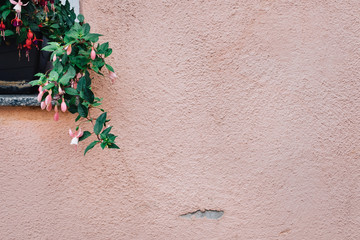 Pink fuchsia flowers growing around ancient wood window frame in pink exterior wall facade / texture with copy space / romantic europe concept