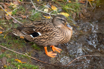 Canard femelle