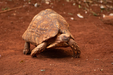 tortoise on a dirt path