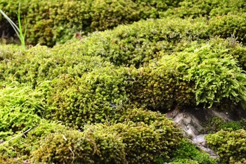 fresh moss in a rock