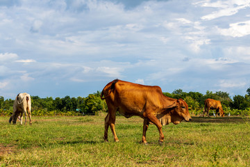 Brown and white cows grazing on grass.