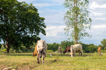 White and brown Thai cows graze near a large tree.