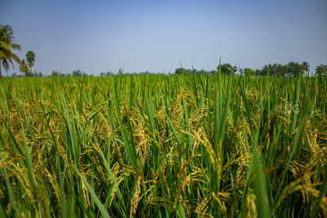 field of paddy