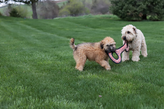 Two Wheaten Terriers, a puppy and his brother playing with a toy