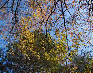 bright November trees