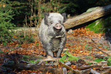 wildschwein