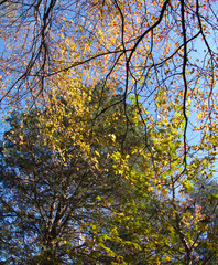 Fototapeta premium fall trees