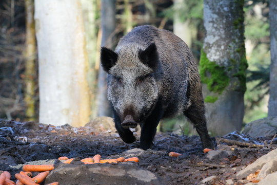 wildschwein
