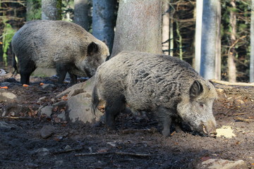 wildschwein