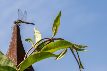Iridescent green eyed Male Blue dasher perched on a rusty brown garden obelisk