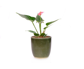 Anthurium flower in pot isolated on white background. Anthurium is a flowering plants. General common names include anthurium, tailflower, flamingo flower, and laceleaf.