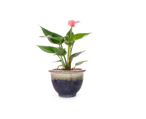 Anthurium flower in pot isolated on white background. Anthurium is a flowering plants. General common names include anthurium, tailflower, flamingo flower, and laceleaf.
