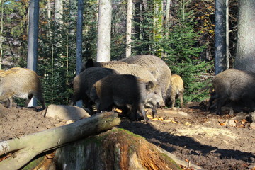 wildschwein