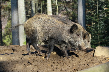 wildschwein