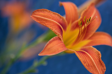 Fototapeta premium orange daylily on a blurred blue background 