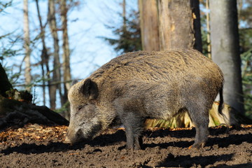 wildschwein