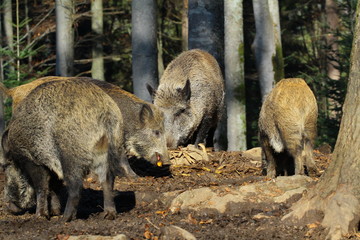 wildschwein