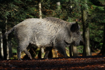 Naklejka na ściany i meble wildschwein