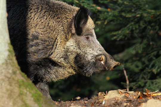 wildschwein