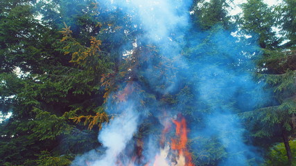 fire flames starting to ignite  try branches in dry  forest  aerial drone