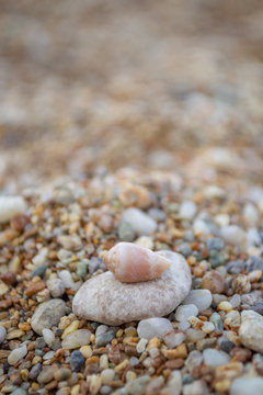 Shell on a pubble in a beach