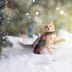 Red kitten in a checkered warm scarf looks with surprise at the first snow in his life. Snowballs are lying nearby