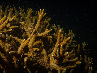 Acropora coral spawning on Magnetic Island