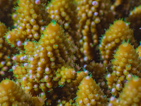Acropora coral spawning on Magnetic Island