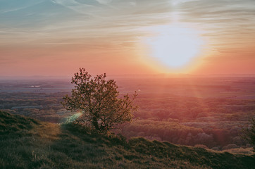Tree against sunset sky