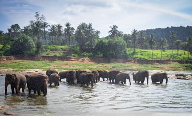 Plakat Asian elephants walking in a river near the village of Pinnawala.