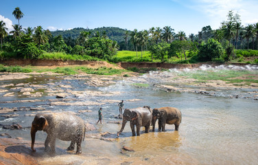 Fototapeta na wymiar Asian elephants walking in a river near the village of Pinnawala.