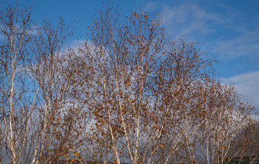 Autumn leaves on a silver Birch tree against a blue sky