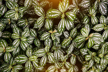 Begonia leaf texture. Nature background.