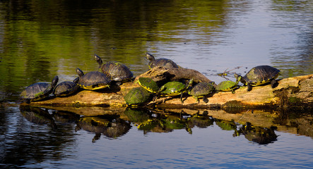 Turtles gathered on log