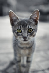 Gata mirando hacie el frente 