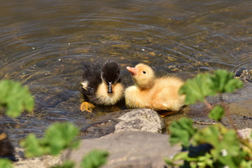 Two little ducks yellow and black playing in water