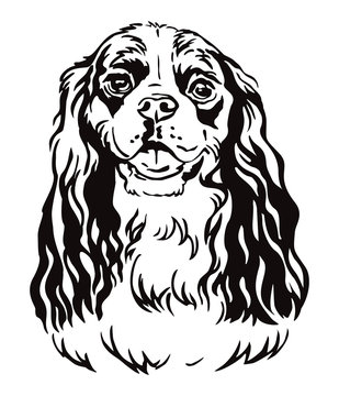 recommend clip art: Decorative portrait of Cavalier King Charles Spaniel vector illustration