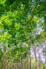 Para rubber tree forest with sun light