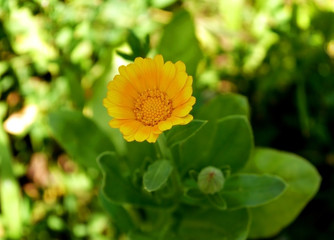 Blooming yellow marigold flower. Medicinal plant.