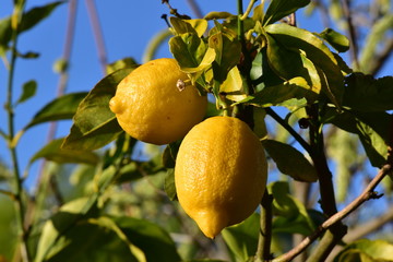 A detail of the lemons on a tree