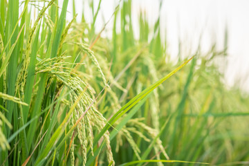 Rice in field conversion test at North Thailand,rice  growth nature,Grain green color