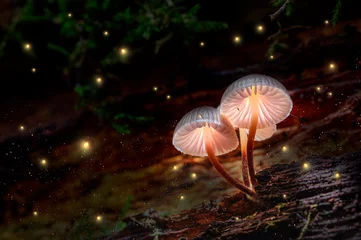  Glowing mushrooms on bark with fireflies in forest © shaiith