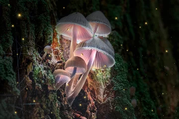  Gloeiende violette paddenstoelen op schors in donker bos met vuurvliegjes © shaiith