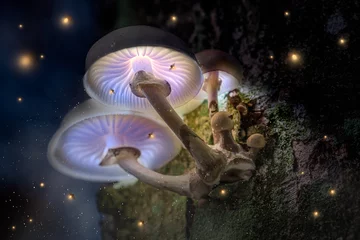  Magic violet mushrooms on tree in dark forest with fireflies © shaiith