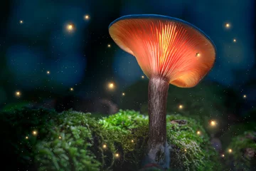Fototapete Glowing orange mushrooms on moss in dark forest with fireflies © shaiith