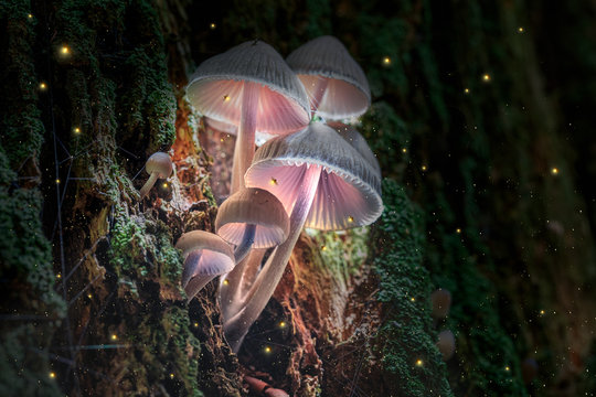 Glowing violet mushrooms on bark in dark forest with fireflies