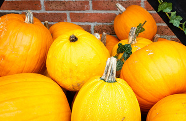 a lot of mini orange pumpkin on the autumn at outdoor farmers