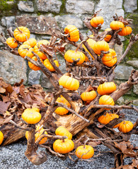 a lot of mini orange pumpkin on the autumn at outdoor farmers market.