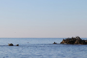 Fototapeta na wymiar Seascape in sunny morning. Wild seals on the rock in sea, a lot of cormorants flying and sitting on another rock. Calm weather, blue sea and sky.