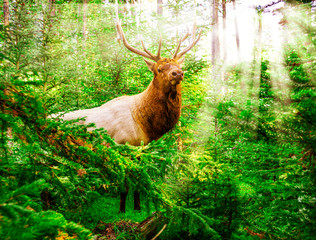 Naklejka na ściany i meble Elk In Forest